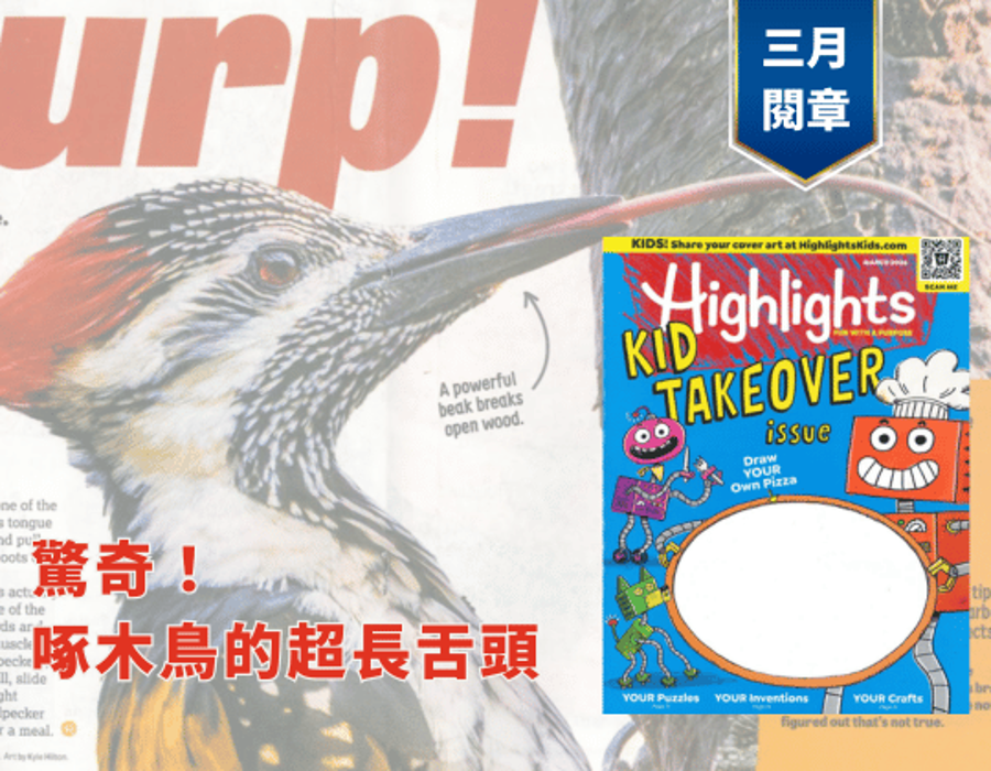 驚奇！啄木鳥的超長舌頭